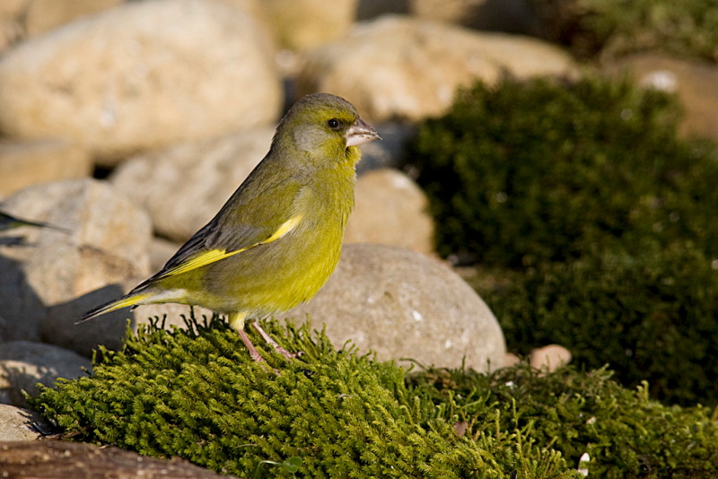 Carrellata di Verdoni